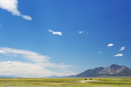 Cattle Grazing on the Range, Cherry Creek, Nevada