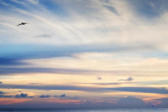 Pelican Gliding, Caswell Beach, Oak Island, North Carolina