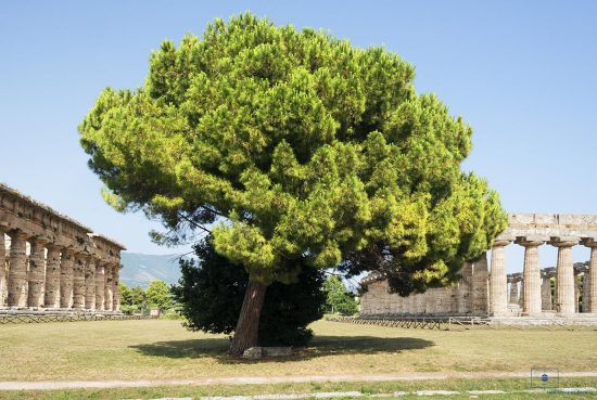 Pine Tree with the Temples of Hera, Paestum, Italy Stone Pine Tree with the First and Second Temples of Hera at Paestum, Campania, Italy