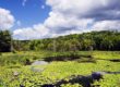 Highland Pond and Meadow with Water Lilies - Cummings Nature Center, Finger Lakes