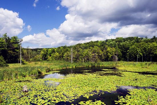 Cummings Nature Center, Finger Lakes – Lilies on a Highland Pond Highland Pond and Meadow with Water Lilies - Cummings Nature Center, Finger Lakes