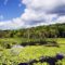 Highland Pond and Meadow with Water Lilies - Cummings Nature Center, Finger Lakes
