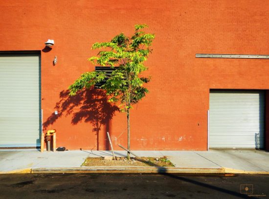 Red Hook, Brooklyn – Tree and Warehouse Tree and Orange Brick Warehouse at Sunset - Red Hook, Brooklyn